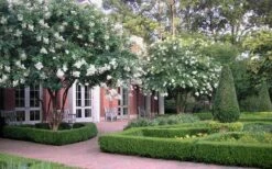 Natchez White Crape Myrtle - 1 Gallon Pot -Garden Supplies Sales 2024 Crape Myrtle Natchez 13 1