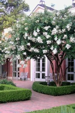 Natchez White Crape Myrtle - 3 Gallon Pot -Garden Supplies Sales 2024 Crape Myrtle Natchez 14 3