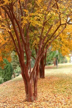 Natchez White Crape Myrtle - 3 Gallon Pot -Garden Supplies Sales 2024 Crape Myrtle Natchez 17 4