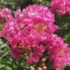 Pocomoke Dwarf Crape Myrtle - 1 Gallon Pot -Garden Supplies Sales 2024 Crape Myrtle Pocomoke 26