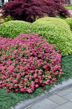 Pocomoke Dwarf Crape Myrtle - 6 Pack Of 1 Gallon Pots -Garden Supplies Sales 2024 Crape Myrtle Pocomoke 27 2