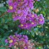 Purple Cow Crape Myrtle - 2 Gallon Pot -Garden Supplies Sales 2024 Crape Myrtle Purple Cow 1