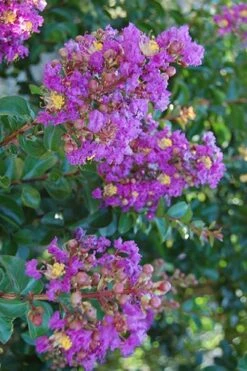 Purple Cow Crape Myrtle - 2 Gallon Pot