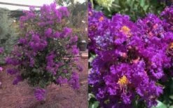 Purple Magic Crape Myrtle - 3 Gallon Pot -Garden Supplies Sales 2024 Crape Myrtle Purple Magic 12 1
