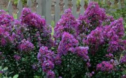Purple Magic Crape Myrtle - 3 Gallon Pot -Garden Supplies Sales 2024 Crape Myrtle Purple Magic 13 1