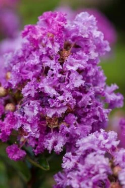 Purple Magic Crape Myrtle Tree (Single Trunk) - 7 Gallon Pot (6-7') -Garden Supplies Sales 2024 Crape Myrtle Purple Magic 20 500x750 1