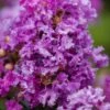 Purple Magic Crape Myrtle Tree (Multi Trunk) - 7 Gallon Pot -Garden Supplies Sales 2024 Crape Myrtle Purple Magic 20 500x750 2
