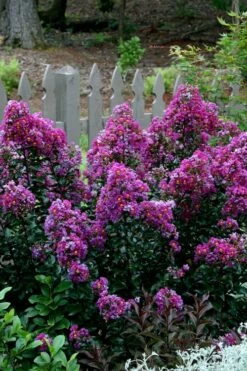 Purple Magic Crape Myrtle - 3 Gallon Pot -Garden Supplies Sales 2024 Crape Myrtle Purple Magic 500x750 1