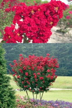 Red Rocket Crape Myrtle - 3 Gallon Pot (Single Trunk Tree) -Garden Supplies Sales 2024 Crape Myrtle Red Rocket 500x750 4