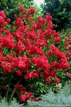 Red Rocket Crape Myrtle - 1 Gallon Pot -Garden Supplies Sales 2024 Crape Myrtle Red Rocket 7 2
