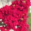Red Rocket Crape Myrtle - 3 Gallon Pot (Single Trunk Tree) -Garden Supplies Sales 2024 Crape Myrtle Red Rocket Closeup 500x750 4