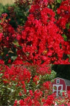 Red Rooster Crape Myrtle - 7 Gallon Pot -Garden Supplies Sales 2024 Crape Myrtle Red Rooster 2 500 x750 3
