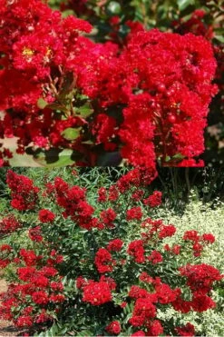 Red Rooster Crape Myrtle - 3 Gallon Pot -Garden Supplies Sales 2024 Crape Myrtle Red Rooster 5 x750