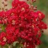 Red Rooster Crape Myrtle - 3 Gallon Pot -Garden Supplies Sales 2024 Crape Myrtle Red Rooster 6 1