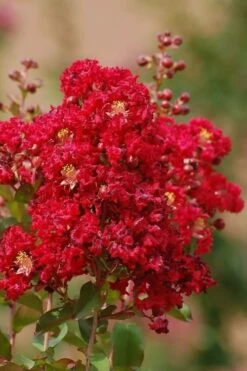 Red Rooster Crape Myrtle - 7 Gallon Pot