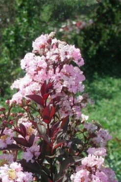 Rhapsody In Pink Crape Myrtle - 6 Pack Of 1 Gallon Pots -Garden Supplies Sales 2024 Crape Myrtle Rhapsody In Pink 10 1