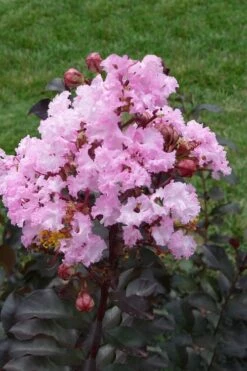 Rhapsody In Pink Crape Myrtle - 6 Pack Of 1 Gallon Pots -Garden Supplies Sales 2024 Crape Myrtle Rhapsody In Pink 11 1