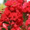 Ruffled Red Magic Crape Myrtle - 3 Gallon Pot 2 Ruffled Red Magic Crape Myrtle - 3 Gallon Pot -Garden Supplies Sales 2024 Crape Myrtle Ruffled Red Magic 500x750 2