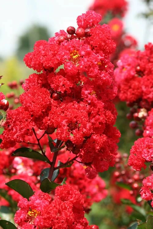 Ruffled Red Magic Crape Myrtle (Multi Trunk) - 7 Gallon Pot Ruffled Red Magic Crape Myrtle (Multi Trunk) - 7 Gallon Pot -Garden Supplies Sales 2024 Crape Myrtle Ruffled Red Magic 500x750 3