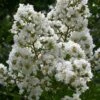 Sarah's Favorite Crape Myrtle - 7 Gallon Pot (5-6') -Garden Supplies Sales 2024 Crape Myrtle Sarahs Favorite 7