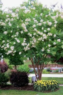 Sarah's Favorite Crape Myrtle - 6 Pack Of 1 Gallon Pots -Garden Supplies Sales 2024 Crape Myrtle Sarahs Favorite 8 3
