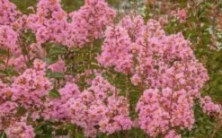 Sioux Pink Crape Myrtle - 6 Pack Of 1 Gallon Pots -Garden Supplies Sales 2024 Crape Myrtle Sioux Pink 51 1