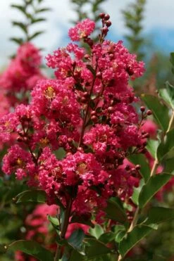 Tonto Red Crape Myrtle - 7 Gallon Pot (3-4') -Garden Supplies Sales 2024 Crape Myrtle Tonto 10 4