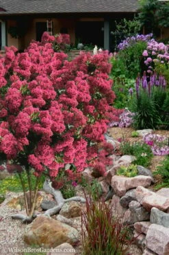 Tonto Red Crape Myrtle - 7 Gallon Pot (4-5') -Garden Supplies Sales 2024 Crape Myrtle Tonto 13 2