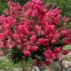 Tonto Red Crape Myrtle - 3 Gallon Pot 1 Tonto Red Crape Myrtle - 3 Gallon Pot -Garden Supplies Sales 2024 Crape Myrtle Tonto 14 1