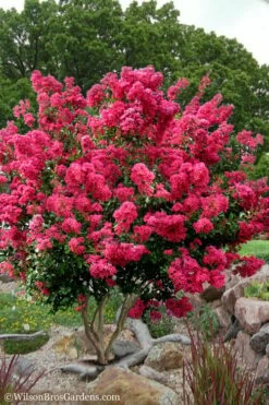 Tonto Red Crape Myrtle - 7 Gallon Pot (4-5')