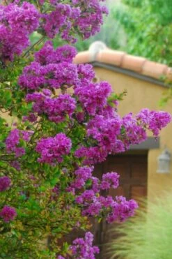 Zuni Purple Crape Myrtle - 1 Gallon Pot -Garden Supplies Sales 2024 Crape Myrtle Zuni 2