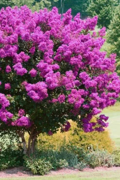Zuni Purple Crape Myrtle - 6 Pack 1 Gallon Pots -Garden Supplies Sales 2024 Crape Myrtle Zuni 4 1