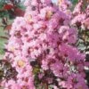 Rhapsody In Pink Crape Myrtle - 6 Pack Of 1 Gallon Pots -Garden Supplies Sales 2024 Crape Rhapsody In Pink Crape Myrtle 3 1