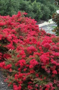 Cherry Dazzle Dwarf Crape Myrtle - 3 Gallon Pot -Garden Supplies Sales 2024 Crape20Myrtle Cherry Dazzle 500x750 2