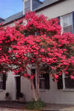 Tuscarora Watermelon Red Crape Myrtle - 5 Gallon Pot -Garden Supplies Sales 2024 Crape20Myrtle Tuscarora 12