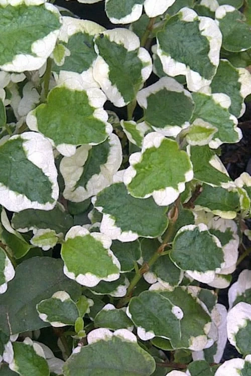 Variegated Creeping Fig - Ficus pumila 'Variegata' - 5 Pack of Pint Pots Variegated Creeping Fig - Ficus Pumila 'Variegata' - 5 Pack Of Pint Pots -Garden Supplies Sales 2024 Creeping Fig Variegated Ficus Pumila Rev 500x750 2