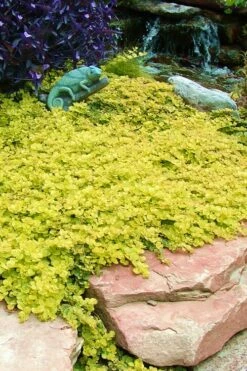 Golden Creeping Jenny - Lysimachia Nummularia Aurea - 6 Pack Of Pint Pots -Garden Supplies Sales 2024 Creeping Jenny 20 3