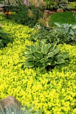 Golden Creeping Jenny - Lysimachia Nummularia Aurea - 18 Pack Of Pint Pots -Garden Supplies Sales 2024 Creeping Jenny 21