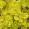 Golden Creeping Jenny (Lysimachia Nummularia 'Aurea') - 5 Pack Of Quart Pots -Garden Supplies Sales 2024 Creeping Jenny 22 1