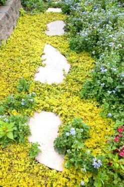 Golden Creeping Jenny - Lysimachia Nummularia Aurea - 5 Pack Of Pint Pots -Garden Supplies Sales 2024 Creeping Jenny 25 2