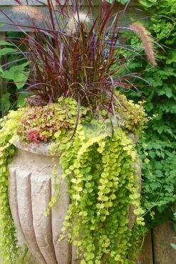 Golden Creeping Jenny - Lysimachia Nummularia Aurea - 5 Pack Of Pint Pots -Garden Supplies Sales 2024 Creeping Jenny 26 2