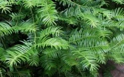 Creeping Japanese Plum Yew (Cephalotaxus Harringtonia 'Prostrata') - 7 Gallon Pot -Garden Supplies Sales 2024 Creeping japanese Plum Yew 1 5