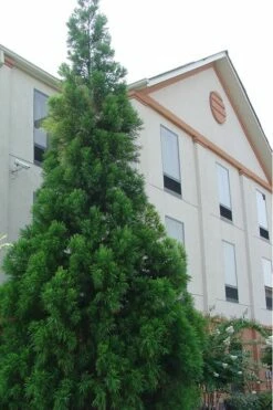 Radicans Cryptomeria (Japanese Cedar) - 6 Pack Of 1 Gallon Pots -Garden Supplies Sales 2024 Cryptomeria Radicans 1 500x750 5