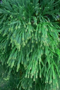 Radicans Cryptomeria (Japanese Cedar) - 6 Pack Of 1 Gallon Pots -Garden Supplies Sales 2024 Cryptomeria Radicans Foliage 500x750 5