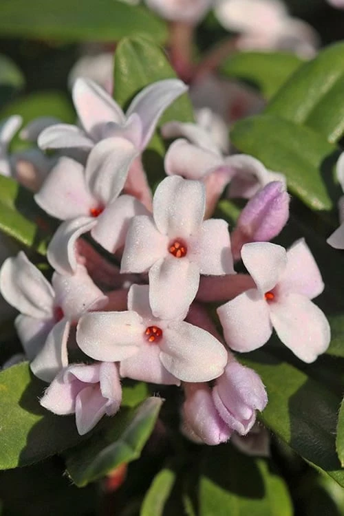 Eternal Fragrance Pink Summer Daphne - Daphne x transatlantica 'BLAFRA' - 3 Gallon Pot Eternal Fragrance Pink Summer Daphne - Daphne X Transatlantica 'BLAFRA' - 3 Gallon Pot -Garden Supplies Sales 2024 Daphne Eternal Fragrance 1 1