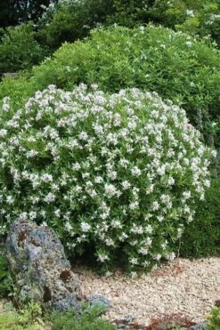 Eternal Fragrance Pink Summer Daphne - Daphne X Transatlantica 'BLAFRA' - 1 Gallon Pot -Garden Supplies Sales 2024 Daphne Eternal Fragrance 5