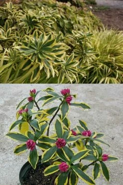Maejima Variegated Pink Winter Daphne - 2 Gallon Pot -Garden Supplies Sales 2024 Daphne Odora Maejima 2 500x750 2