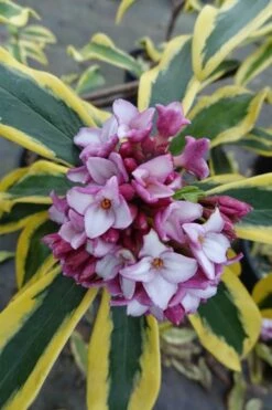 Maejima Variegated Pink Winter Daphne - 1 Gallon Pot