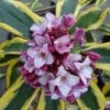 Maejima Variegated Pink Winter Daphne - 2 Gallon Pot -Garden Supplies Sales 2024 Daphne Odora Maejima 500x750 2