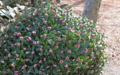 Greenleaf Pink Winter Daphne - 3 Gallon Pot -Garden Supplies Sales 2024 Daphne Odora Rosea Pink Winter Daphne 50